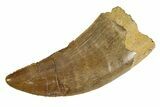 Serrated, Tyrannosaur (Nanotyrannus) Tooth - Montana #350772-1